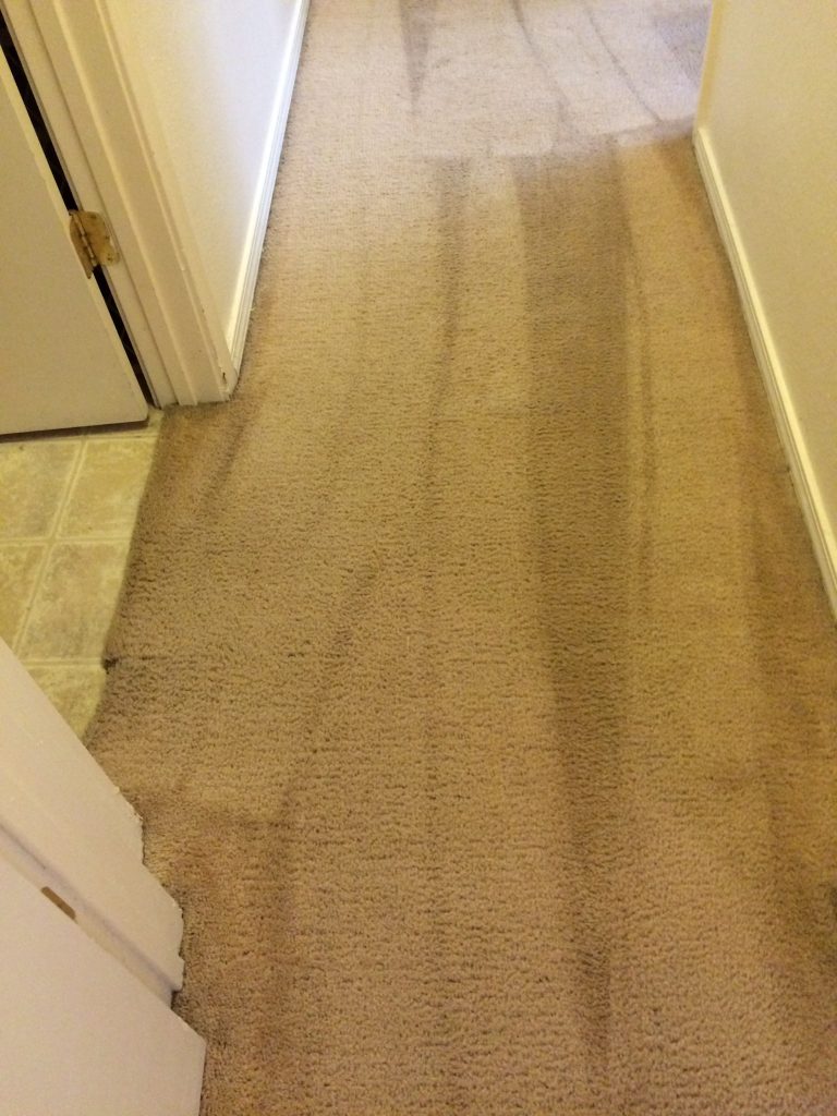 clean carpet after low moisture cleaning