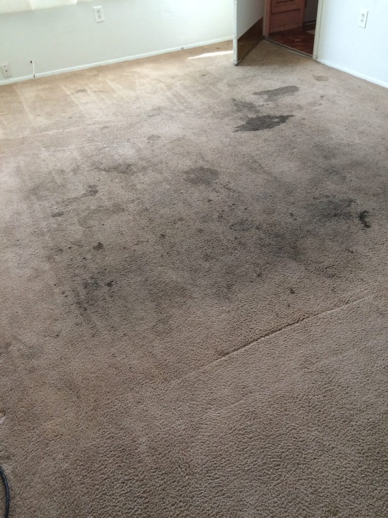 Low Moisture Carpet Cleaning Greg S Carpet Cleaning 505